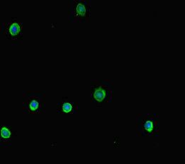 NR1H2 antibody