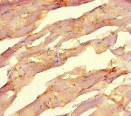 NR1H2 Antibody