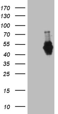 NR2C2 Antibody