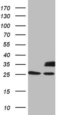 NR2C2 Antibody