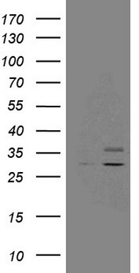 NR2C2 Antibody
