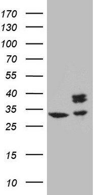 NR2C2 Antibody