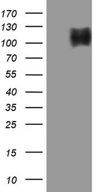 NR2C2 Antibody