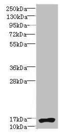 NR2C2AP Antibody