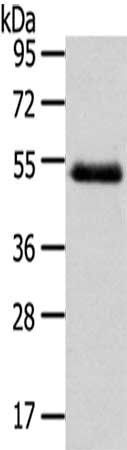 NR2F2 Antibody