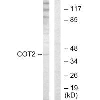 NR2F2 Antibody