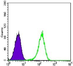 NR3C1 Antibody