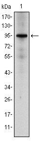 NR3C1 Antibody