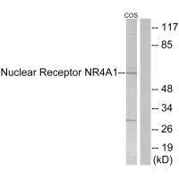 NR4A1 (Ab-351) antibody