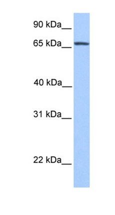 NR4A2 antibody