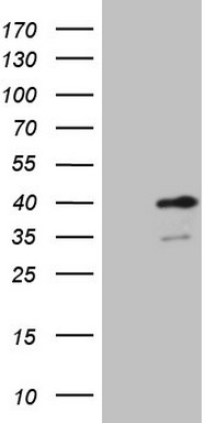 NR5A2 Antibody