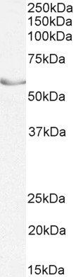 Goat anti-NR5A2 / LRH1 Antibody