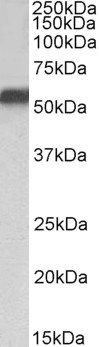 Goat anti-NR5A2 / LRH1 Antibody