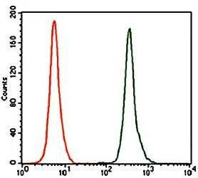 NR6A1 Antibody