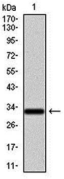NR6A1 Antibody