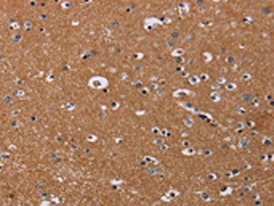 NRAS Antibody