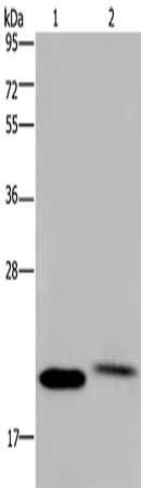 NRAS Antibody