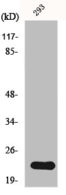 NRAS/HRAS/KRAS Antibody