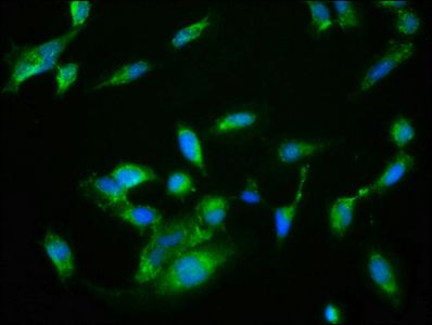 NRBP2 antibody