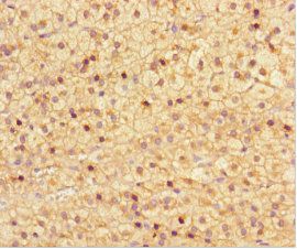 NRBP2 antibody