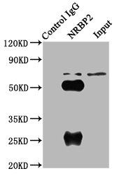 NRBP2 antibody