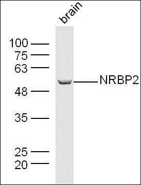 NRBP2 antibody