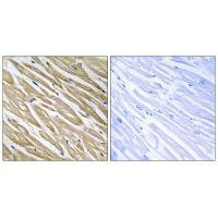 NREP Antibody