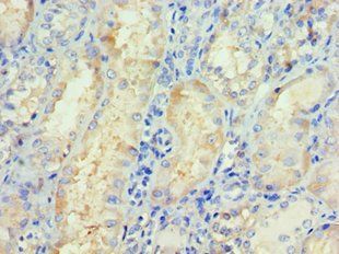 NRF1 Antibody