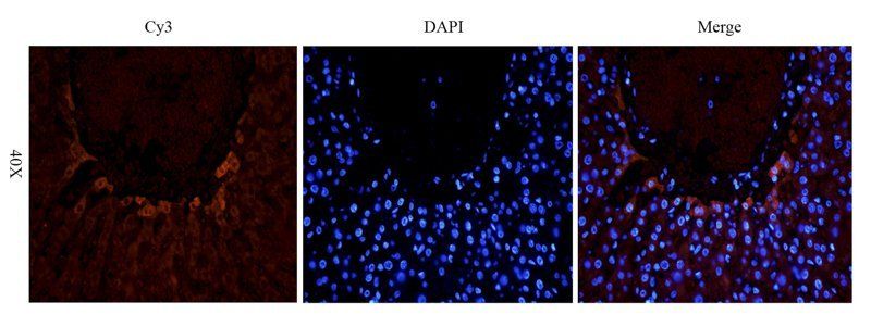 Nrf2 antibody