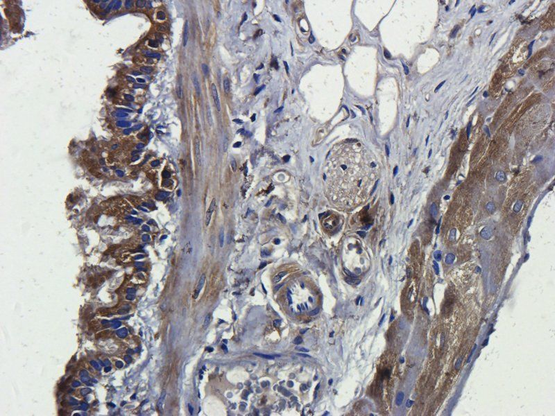 Nrf2 antibody