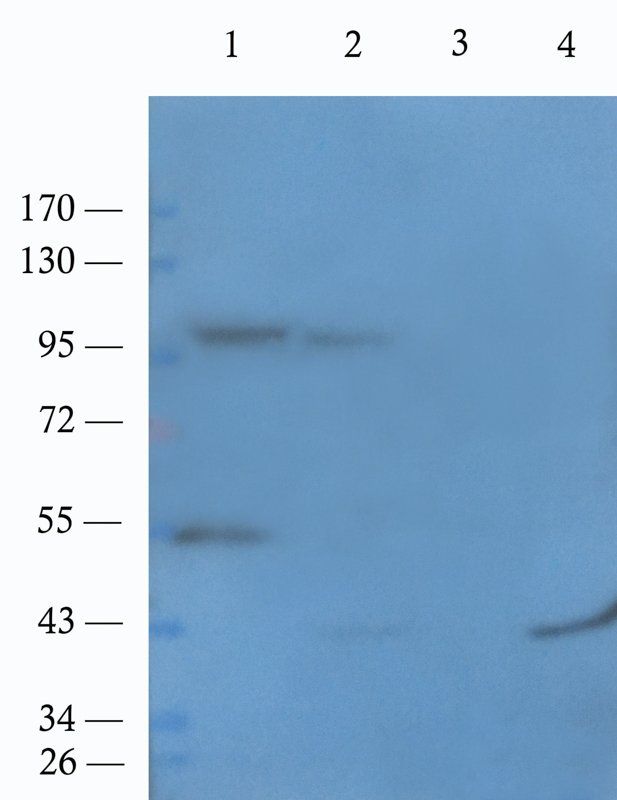 Nrf2 antibody