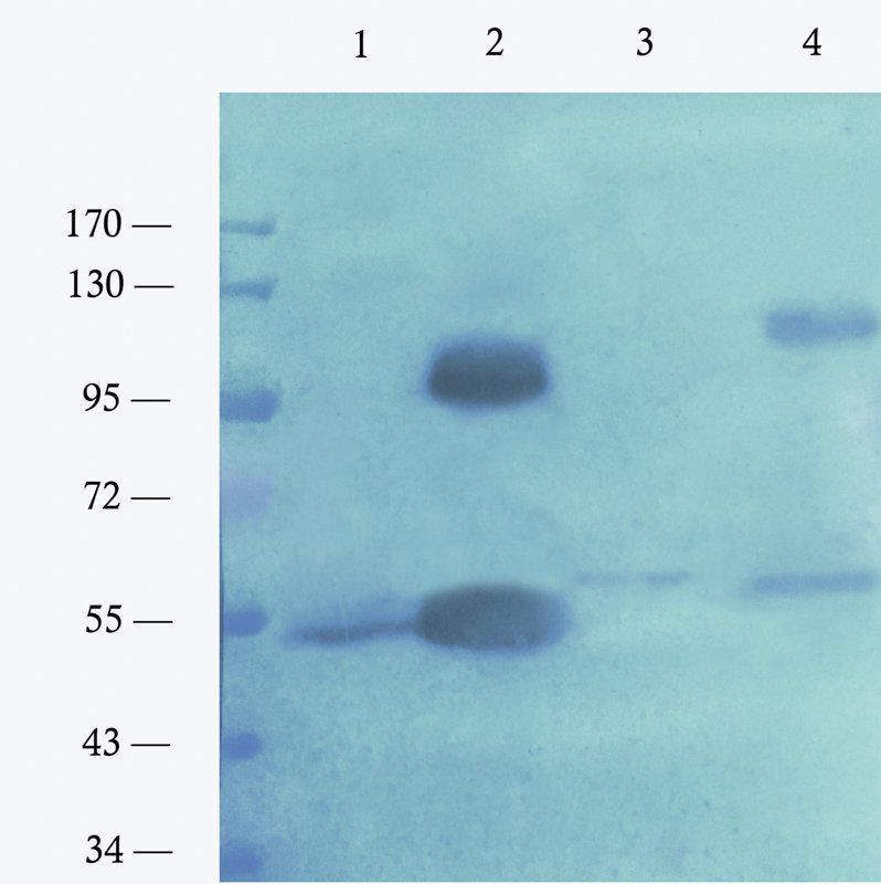 Nrf2 antibody