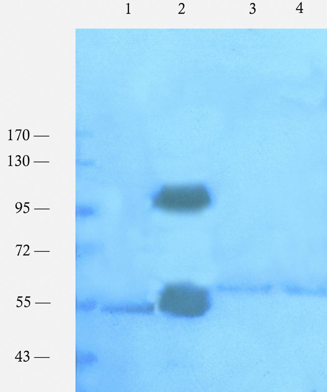 Nrf2 antibody