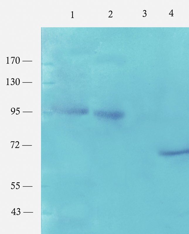 Nrf2 antibody