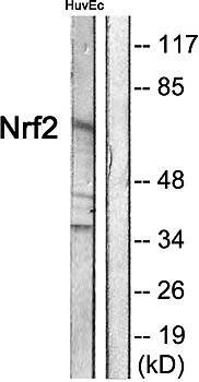 Nrf2 antibody