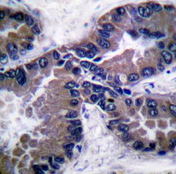 Nrf2 Antibody