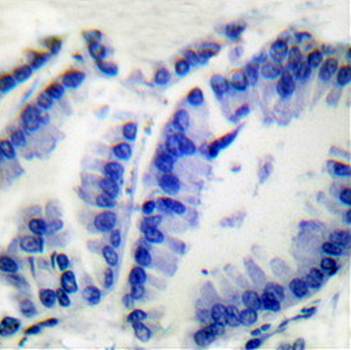 Nrf2 antibody