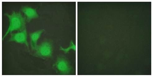 Nrf2 antibody