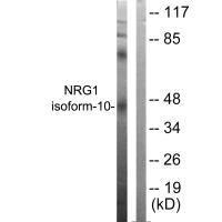 NRG1 Antibody