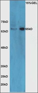 NRG1 antibody