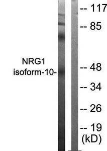 NRG1 isoform-10 Antibody