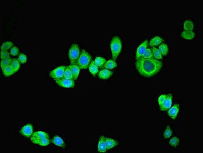 NRG2 Antibody