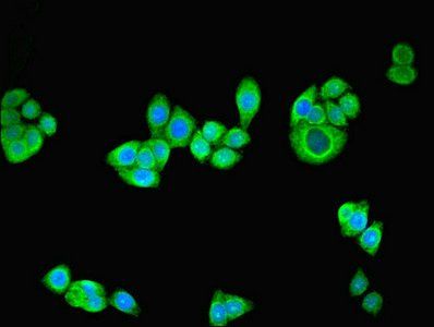 NRG2 antibody