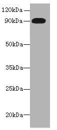 NRG2 antibody