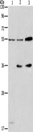 NRG3 antibody