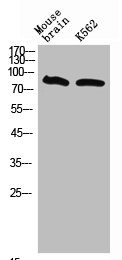 NRG3 antibody