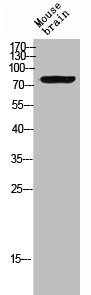 NRG3 antibody