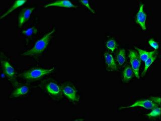 NRG4 Antibody