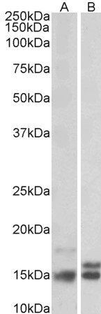 Goat anti-Neurogranin precursor Antibody