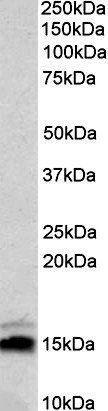 Goat anti-Neurogranin precursor Antibody